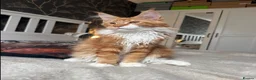 Maine Coon cats for sale: BEAUTIFUL BOY MAINE COON AVAILABLE  - Advert 7