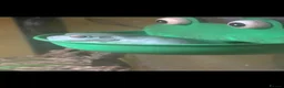 Frog reptiles for sale: White's tree frogs in Birkenhead - Advert 2