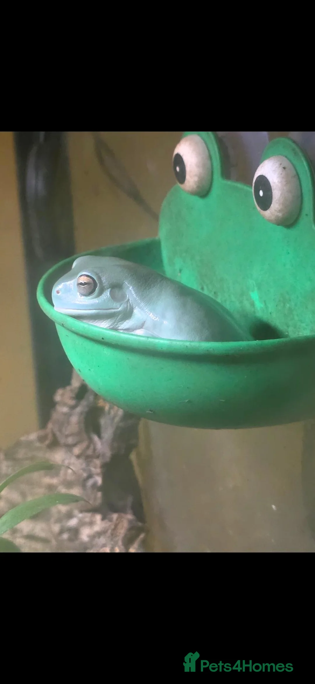 Frog reptiles for sale: White's tree frogs in Birkenhead - Advert 2