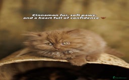 British Shorthair cats for sale: British Short and Long Hair  - Image 15