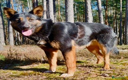 German Shepherd dogs for adoption: Claudia’s Story: The Dog Who Chose to Live - Image 1