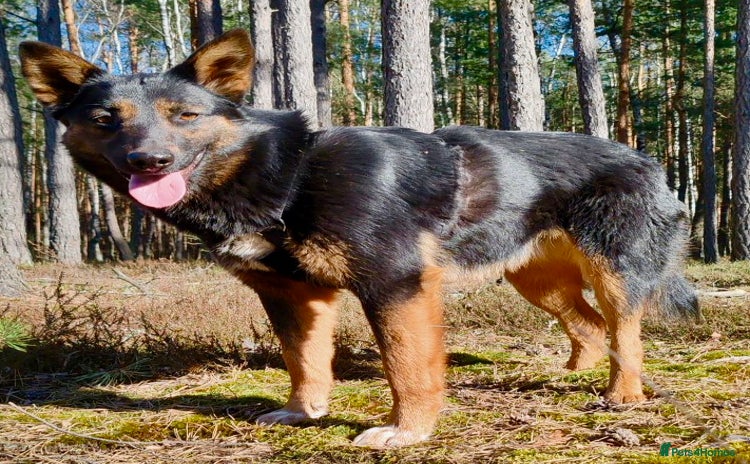 German Shepherd dogs - Advert 1