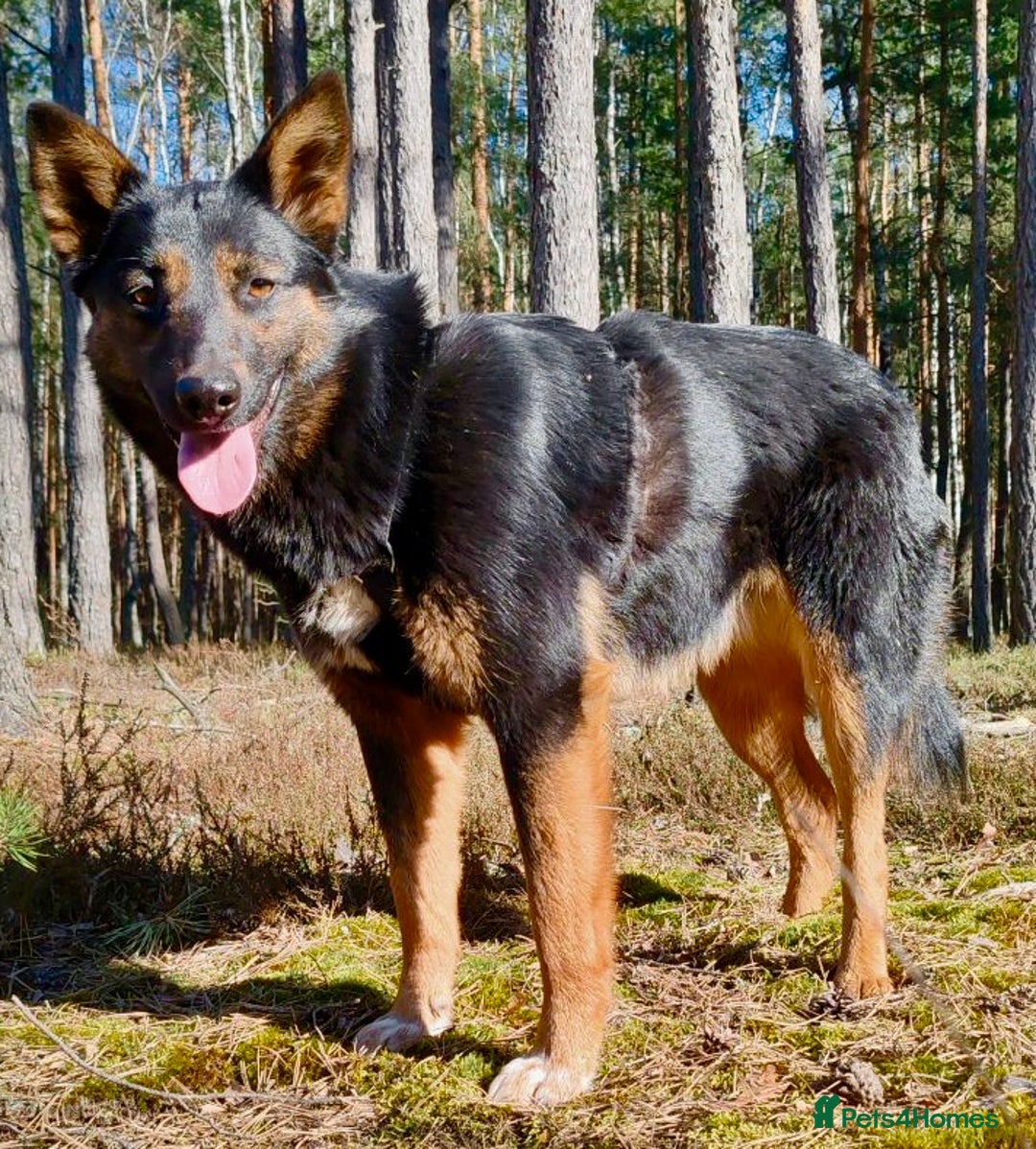 German Shepherd dogs for adoption: Claudia’s Story: The Dog Who Chose to Live - Image 1