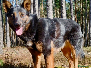 German Shepherd dogs - Advert 2