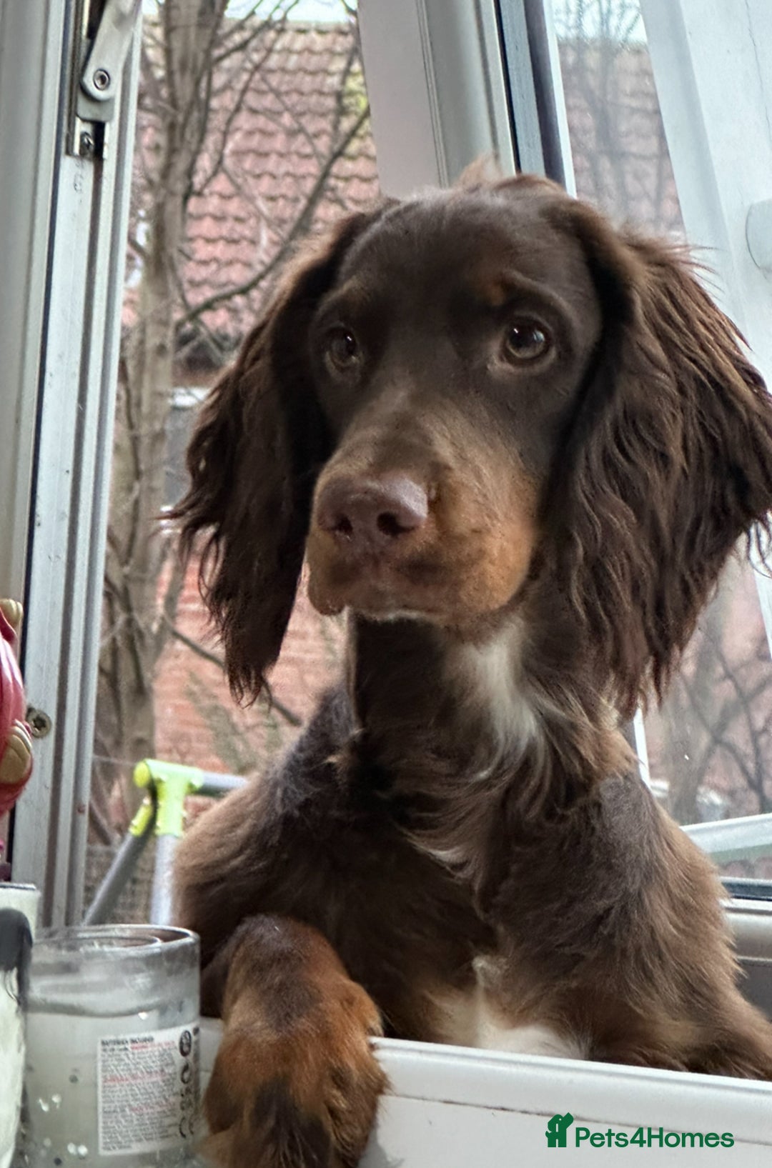 Cocker Spaniel dogs for stud: Buddy  in North Shields - Image 1