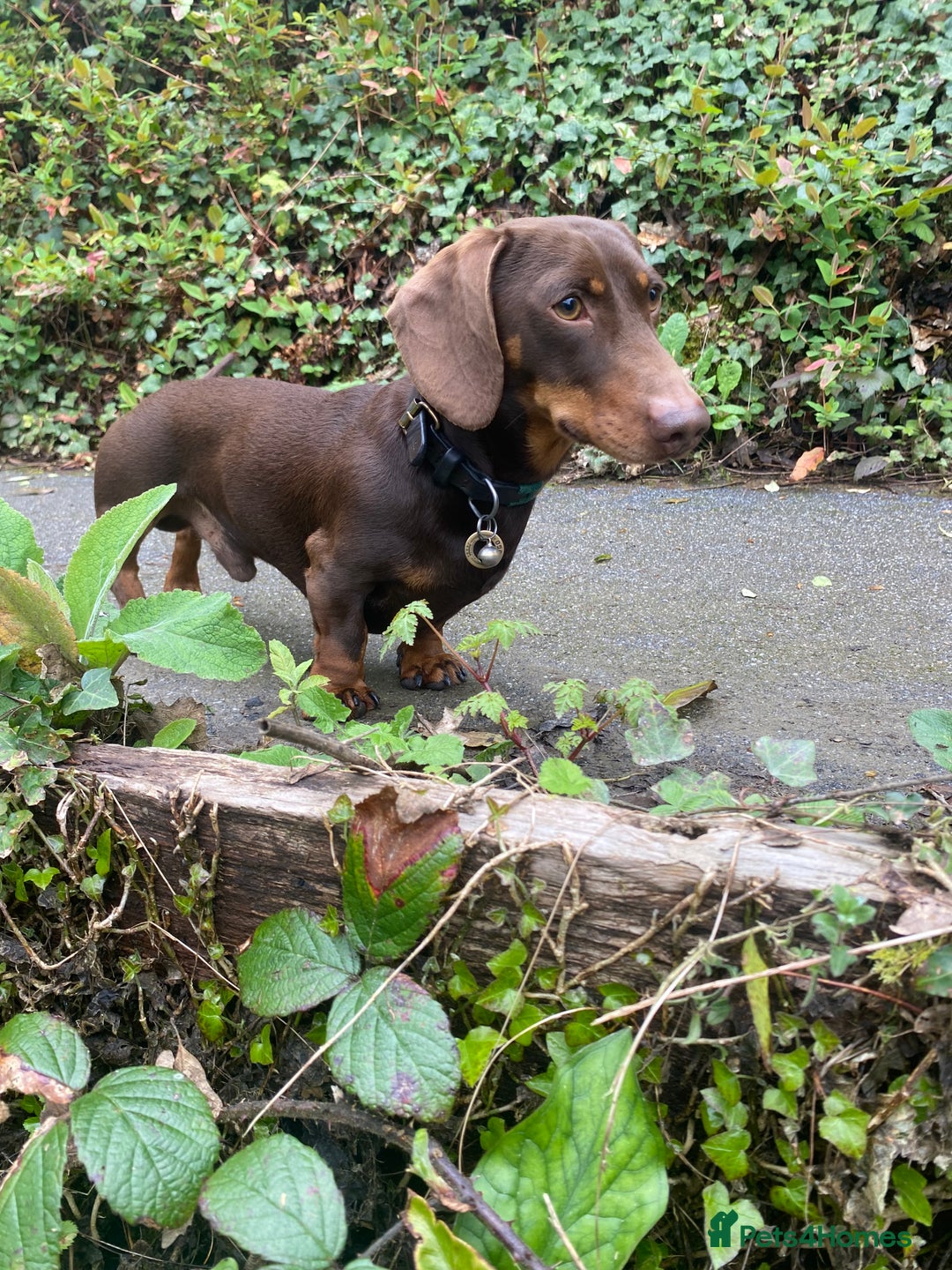 Miniature Dachshund dogs for stud: Miniature smooth haired dachshund - Advert 2