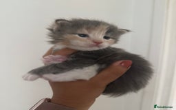 Maine Coon cats for sale: Beautiful torbie Maine Coon kittens - Image 1