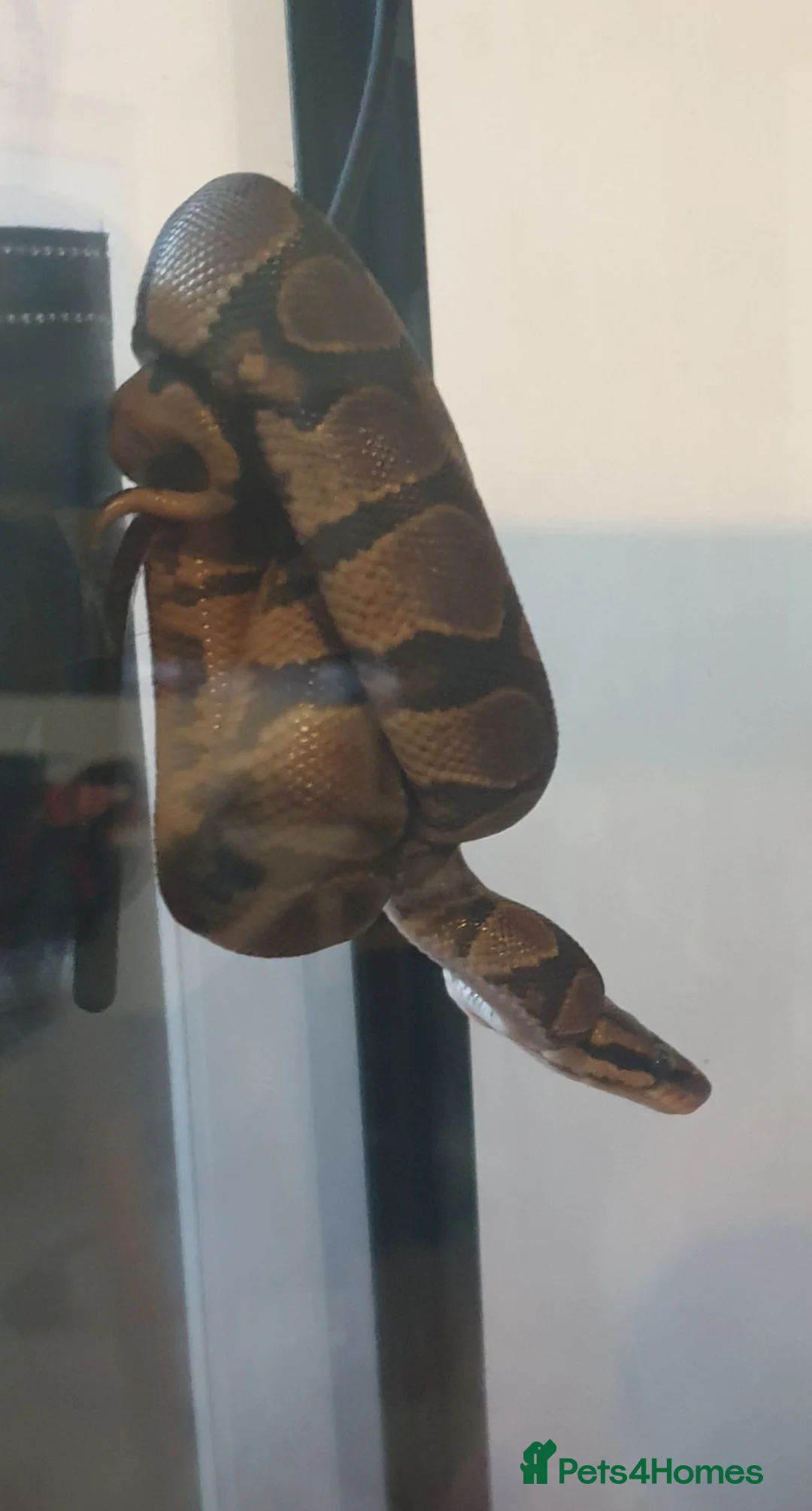 Python Snake reptiles for sale: Royal/Ball Python for Sale - Advert 4