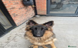 German Shepherd dogs for sale: German shepherd 10 months old  - Image 7