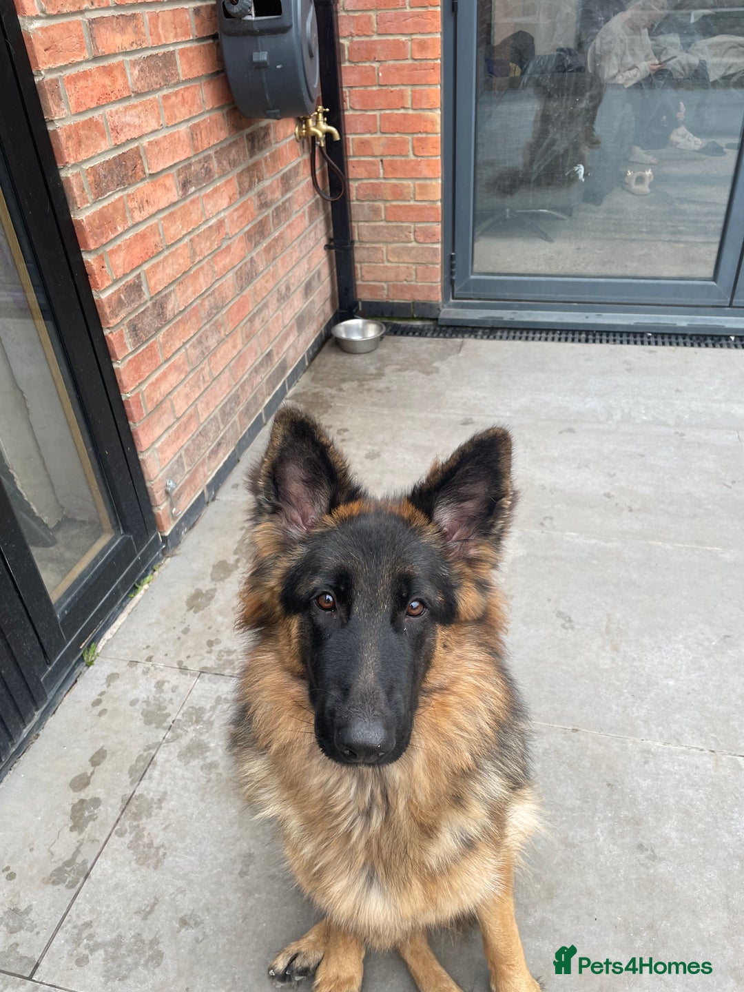 German Shepherd dogs for sale: German shepherd 10 months old  - Image 7