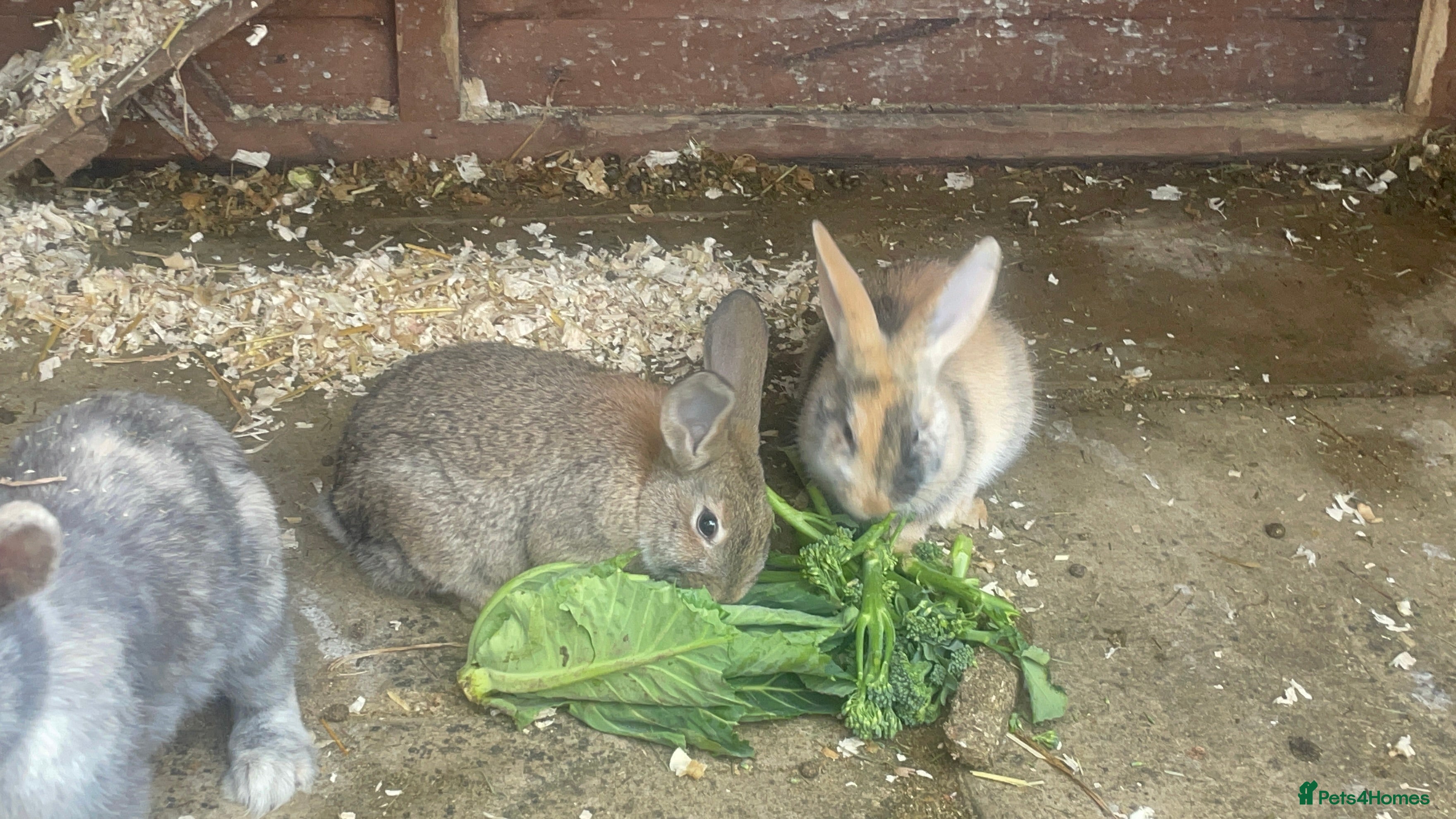 Mixed Breed rabbits Himalayans x lop bunnies 2 girls left  - Advert 8