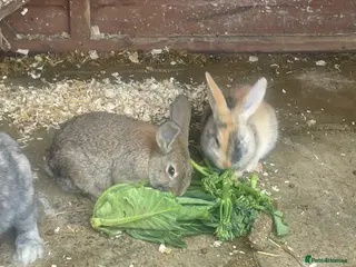 Mixed Breed rabbits Himalayans x lop bunnies 2 girls left - Advert 1