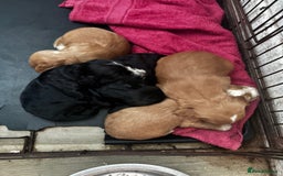 Cocker Spaniel dogs for stud: PROVEN KC Registered Roan Cocker Spaniel for Stud  - Image 5