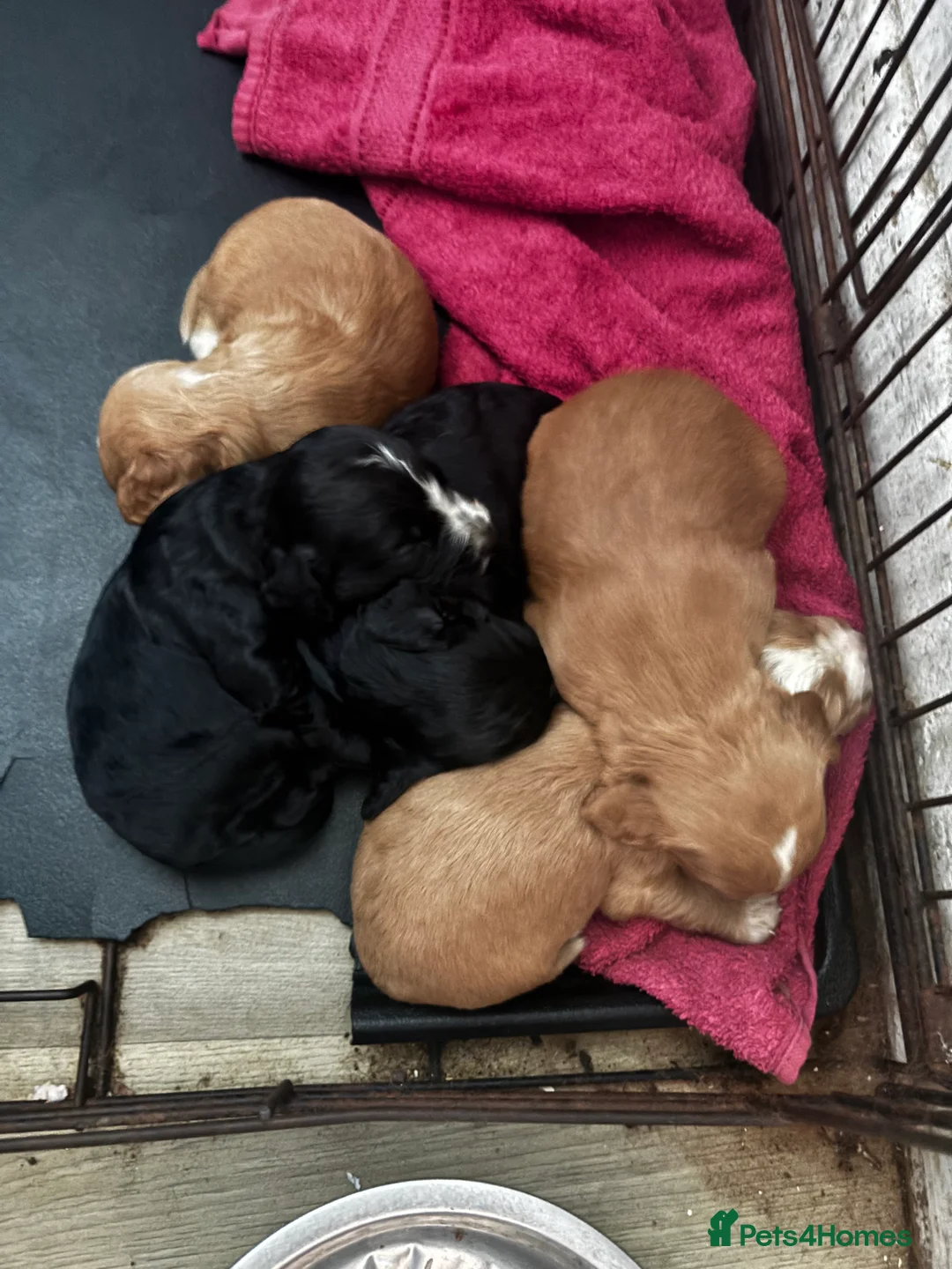 Cocker Spaniel dogs for stud: PROVEN KC Registered Roan Cocker Spaniel for Stud  - Advert 6