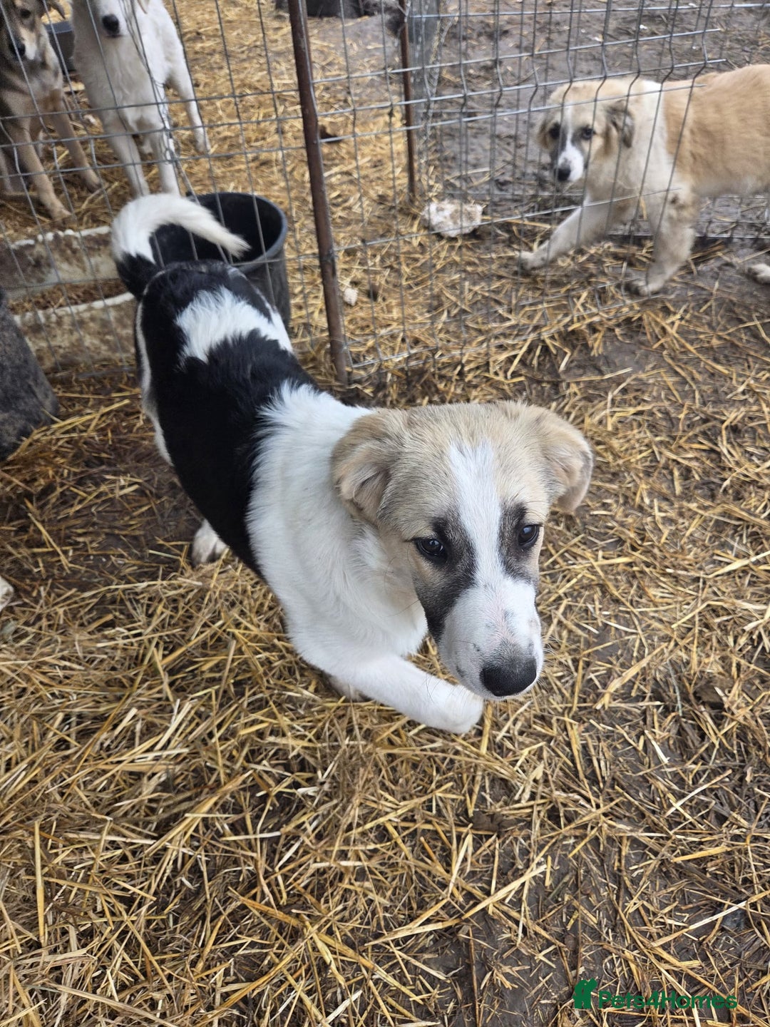 Mixed Breed dogs for adoption: 🐾 TEDDY - Big, Gentle & Full of Quiet Love 🤍🐶 - Advert 5