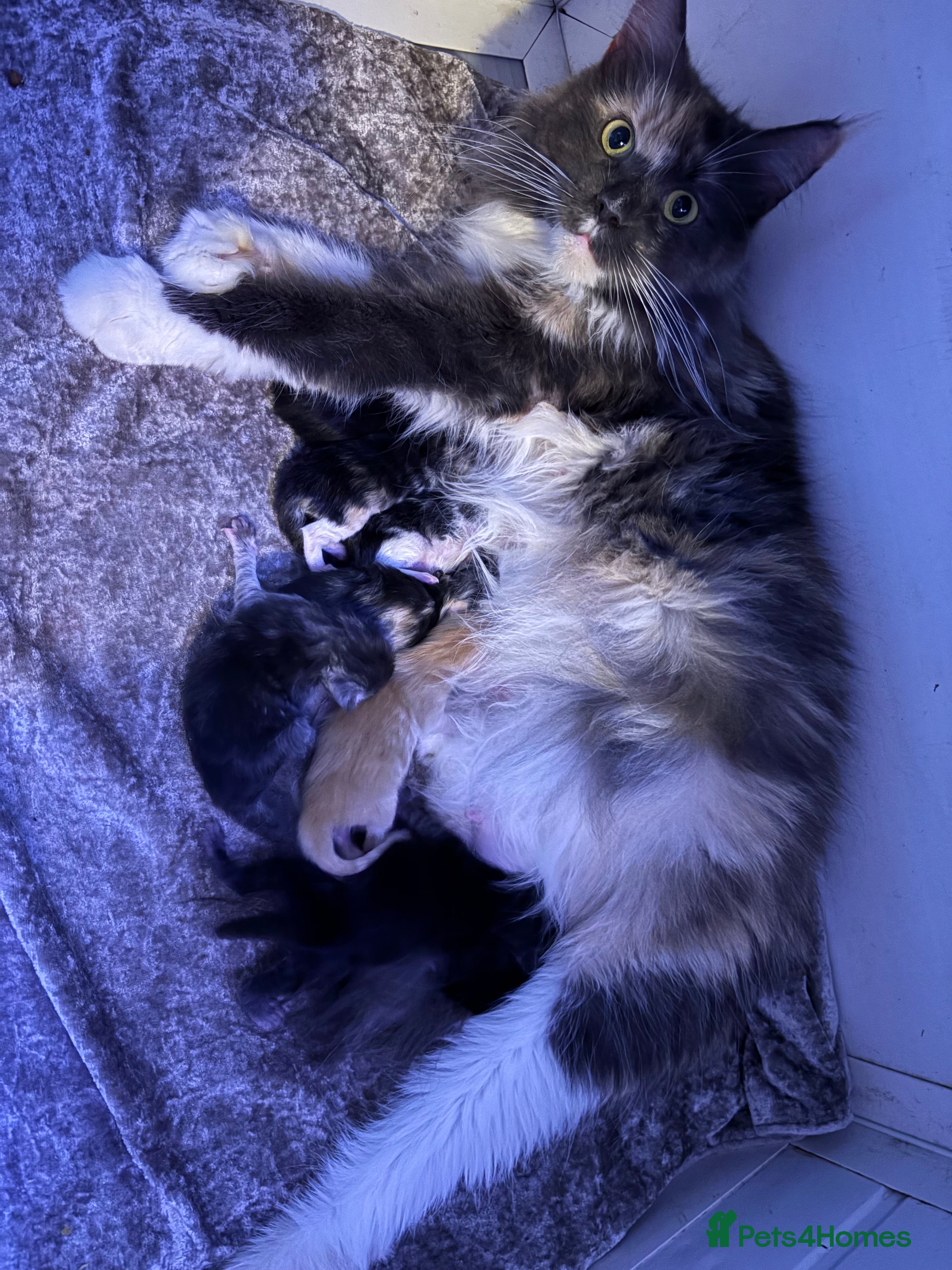 Maine Coon cats Stunning litter of Maine Coon babies - Advert 13
