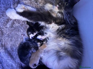 Maine Coon cats Stunning litter of Maine Coon babies - Advert 1