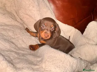 Miniature Dachshund dogs 1 x Beautiful male dachshund pup - Advert 1
