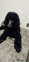 Standard Poodle dogs - Advert 3