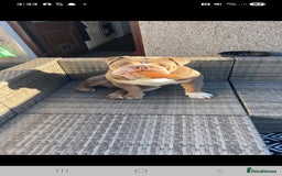 English Bulldog dogs for sale: English bulldog  - Image 6