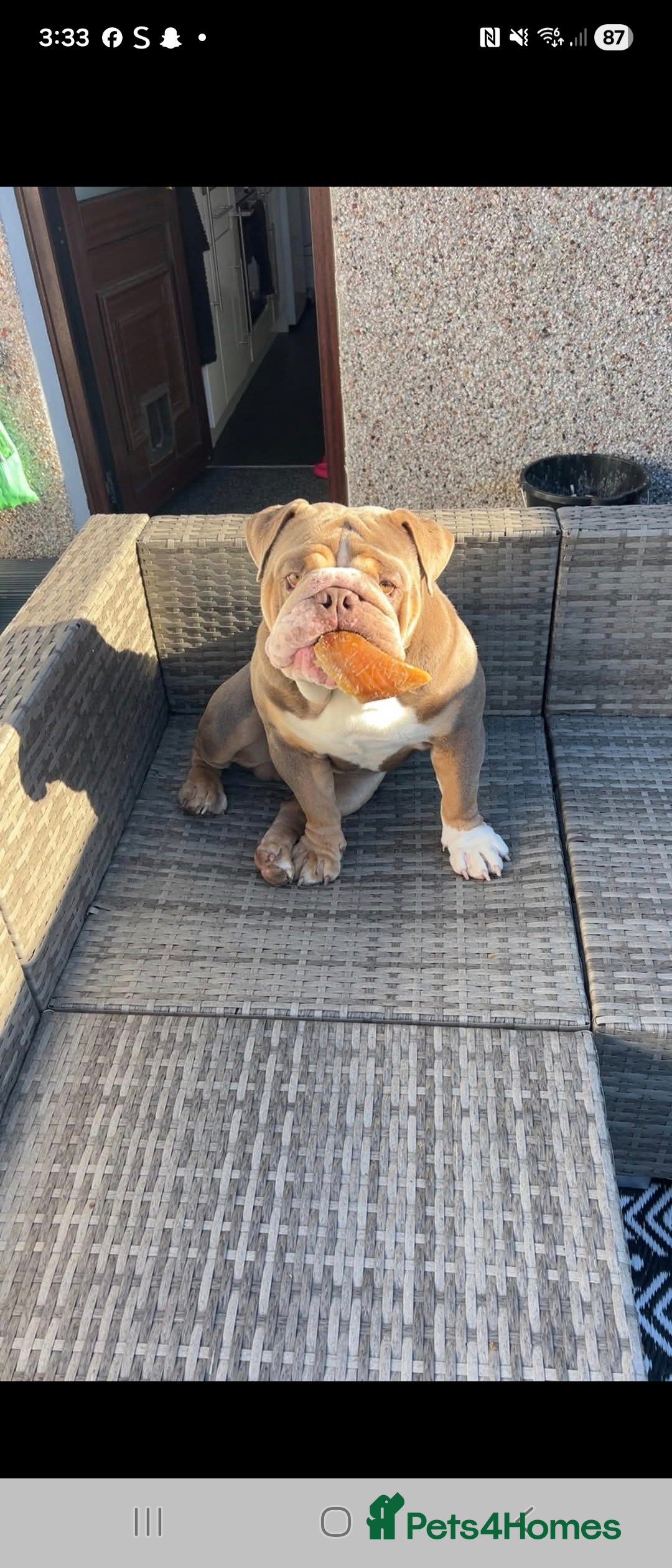 English Bulldog dogs for sale: English bulldog  - Image 6