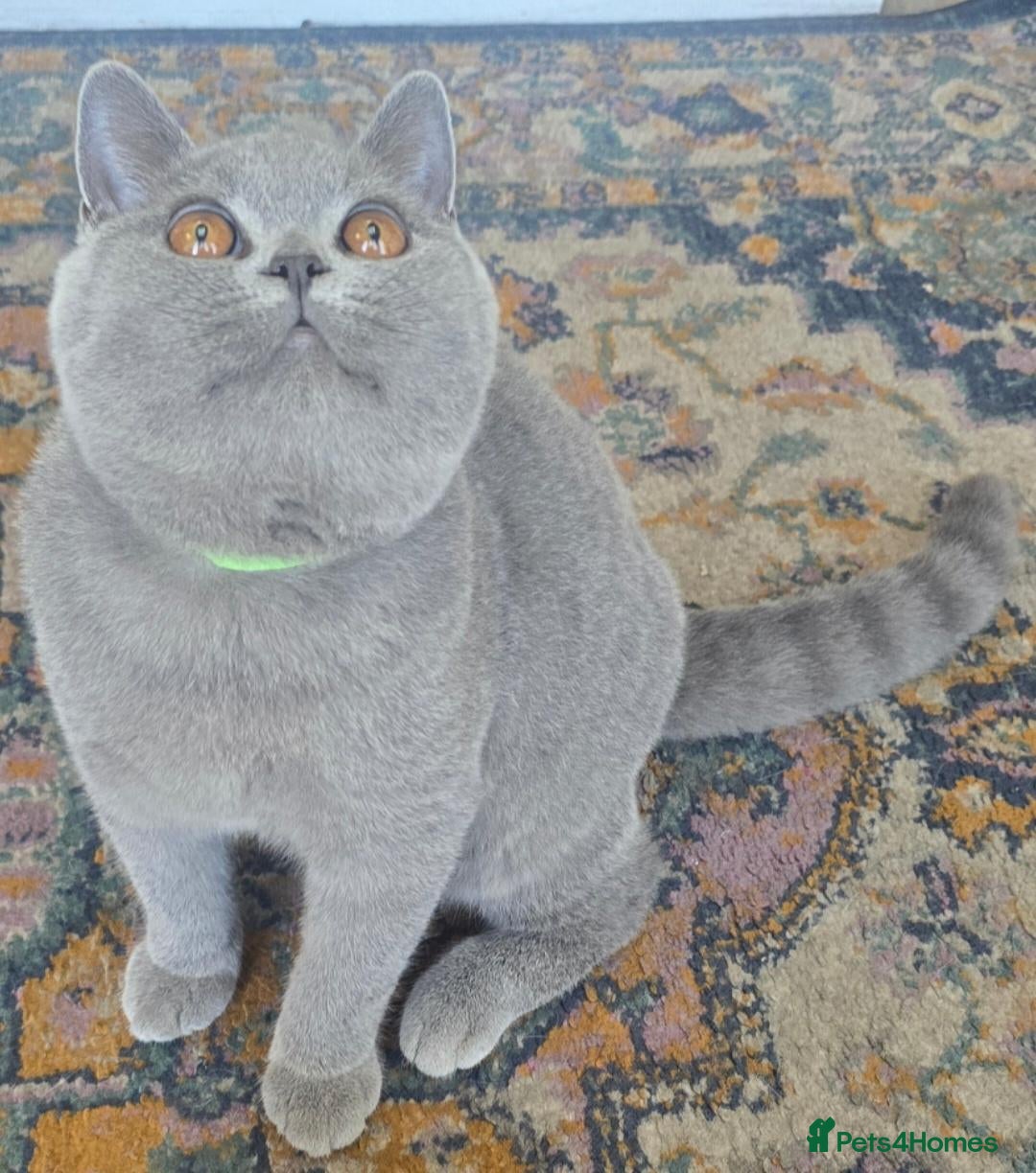 British Shorthair cats 2 Boys Gorgeous British Short Hair Kittens - Advert 5