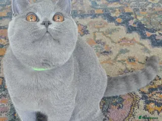 British Shorthair cats 2 Boys Gorgeous British Short Hair Kittens - Advert 5