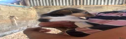 Border Collie dogs for sale: Collie puppies - merles  - Advert 38
