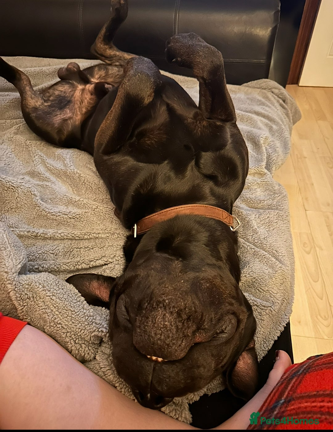 Presa Canario dogs for sale: 4yo Male Presa Canario - Image 4