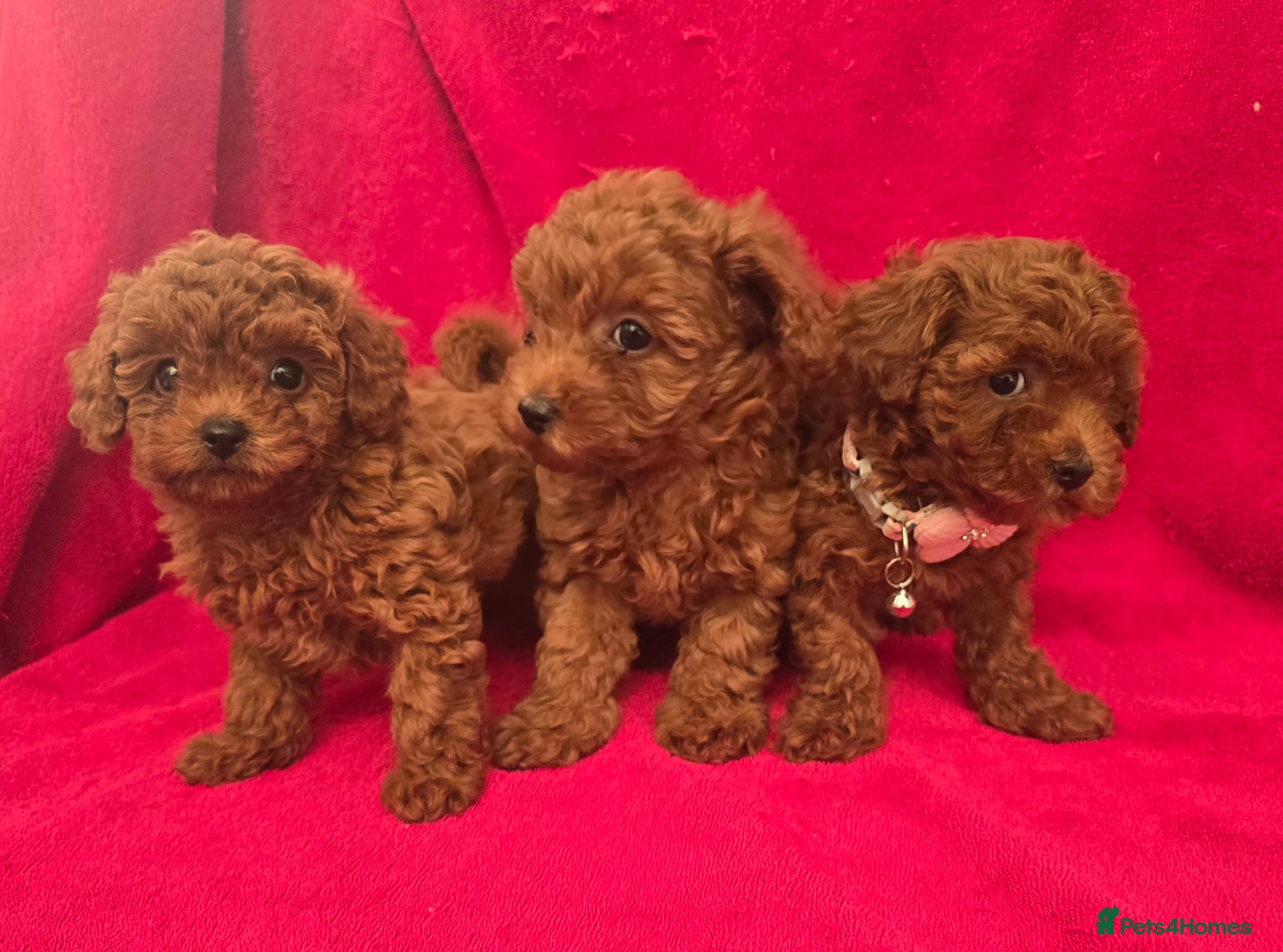 Toy Poodle dogs  Asian Toy Poodles (both parents Asian) For sale - Advert 1