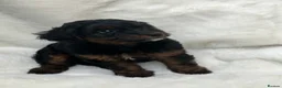 Mixed Breed dogs for sale: Jackapoo (Parsons) pups for sale - Advert 2