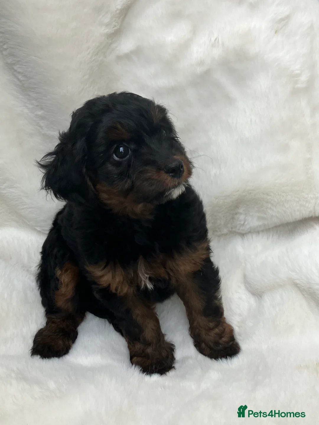 Mixed Breed dogs for sale: Jackapoo (Parsons) pups for sale - Advert 2