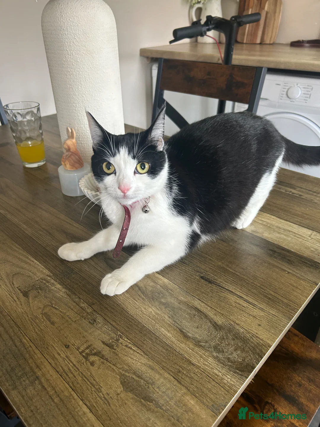 Mixed Breed cats for sale: Kittens x2 male  - Advert 6