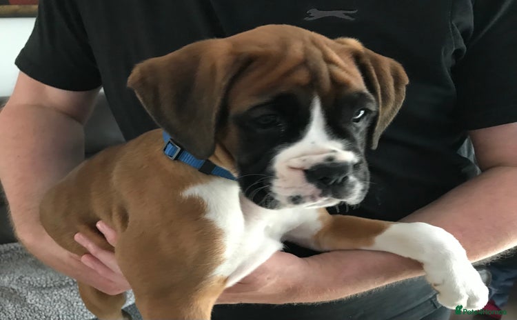 Boxer dogs - Advert 1