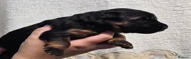 German Shepherd 7