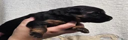 German Shepherd dogs for sale: KC, DM clear, health tested, German Shepherds  - Advert 31
