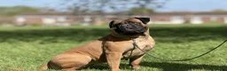 Bullmastiff dogs for sale:  Bullmastiff puppies available for loving homes in Taunton - Advert 8