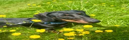 Dachshund dogs for stud: Rex   in Telford - Advert 10