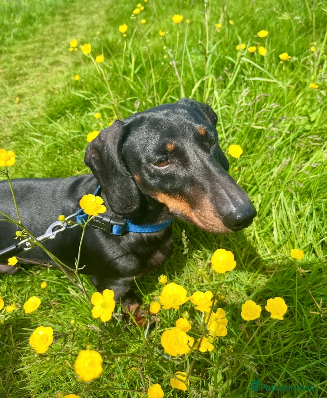Dachshund dogs for stud: Rex   in Telford - Advert 10