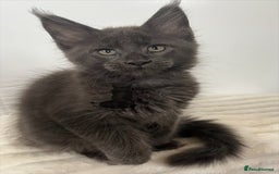 Maine Coon cats for sale: TICA registered blue boy Maine Coone male  - Image 3