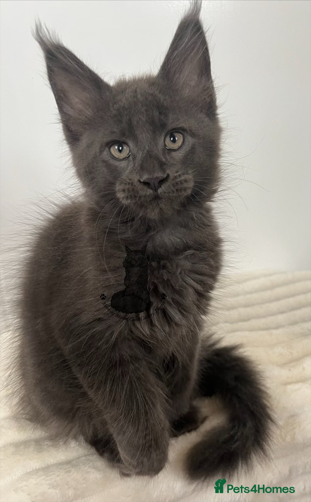 Maine Coon cats for sale: TICA registered blue boy Maine Coone male  - Image 3