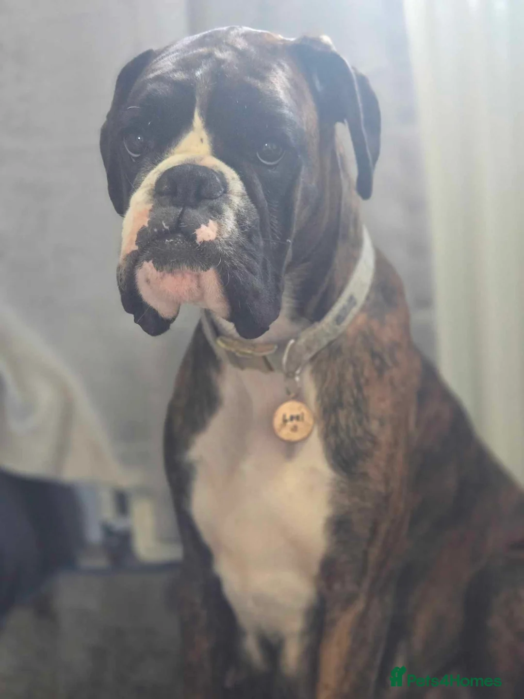 Boxer dogs for sale: Boxers puppy's on the way  - Advert 2