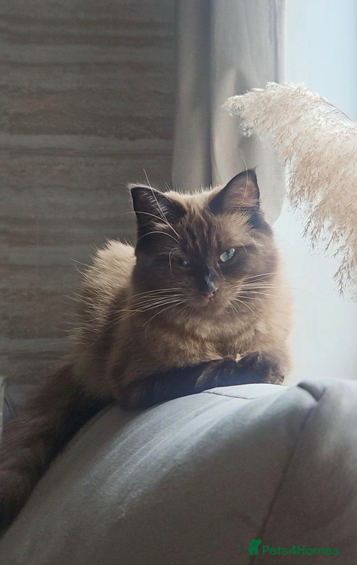 Ragdoll cats Stunning ragdoll kittens - Advert 3