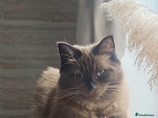 Ragdoll cats Stunning ragdoll kittens - Advert 15