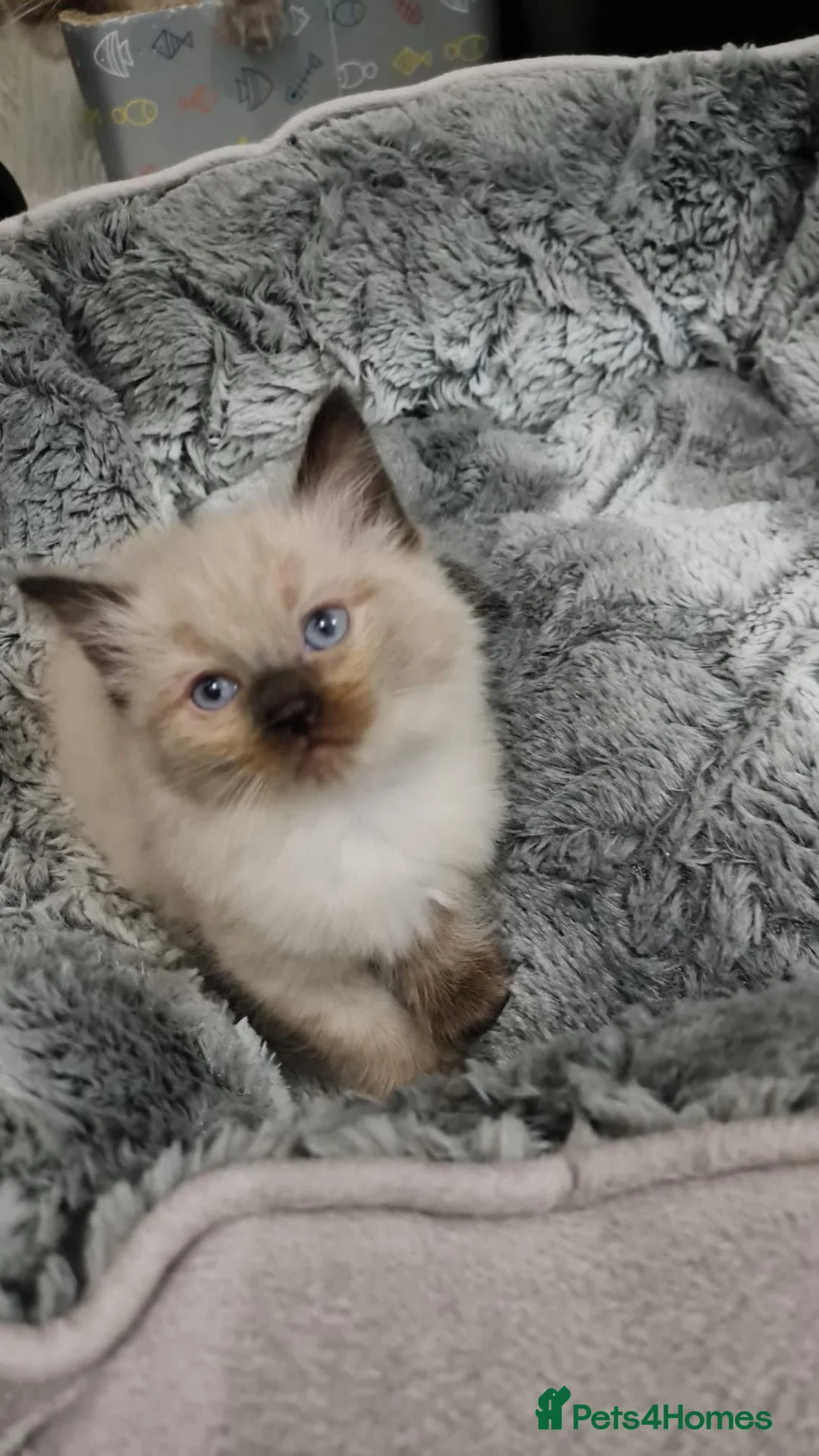Ragdoll cats for sale: Ragdoll Kittens - Advert 7