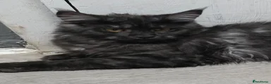 Maine Coon 2