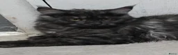 Maine Coon cats for sale: 🩷 Maine coon smokey black girls 🩷 - Advert 12