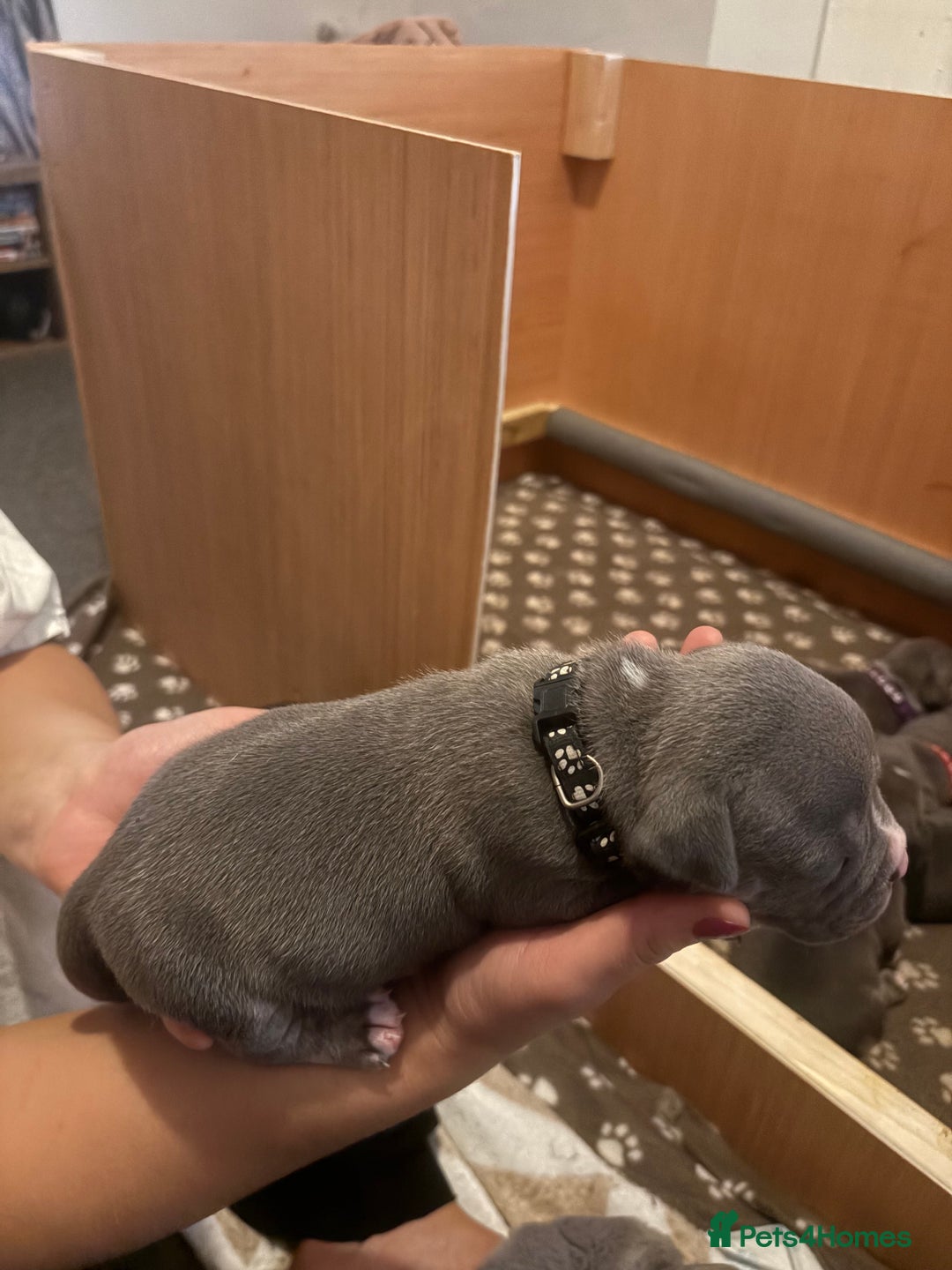 American Bully dogs for sale: American pocket bully tri pups - Image 24