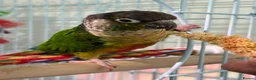 Conures birds for sale: Green-cheeked Conure - Advert 2