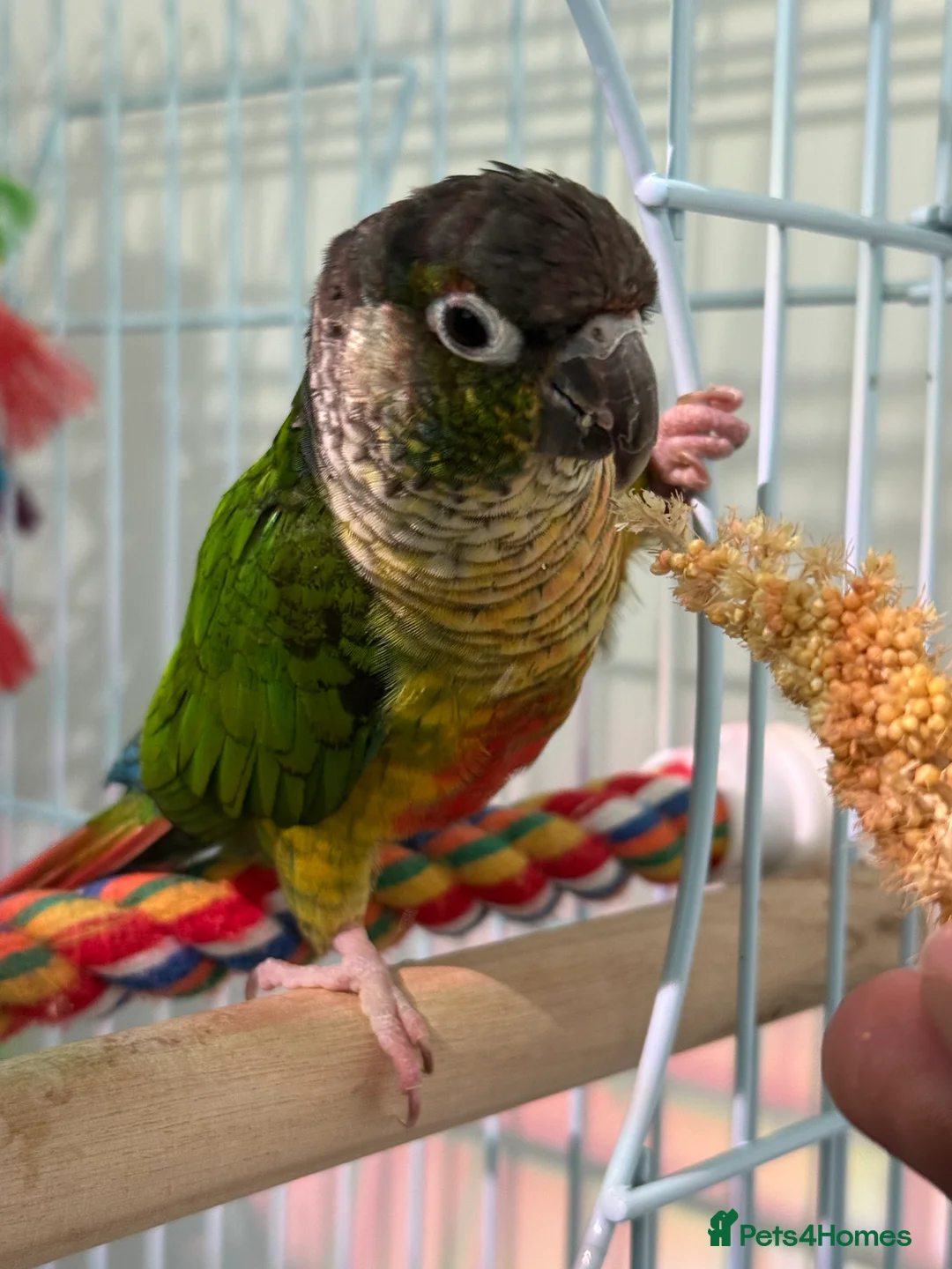 Conures birds for sale: Green-cheeked Conure - Advert 2